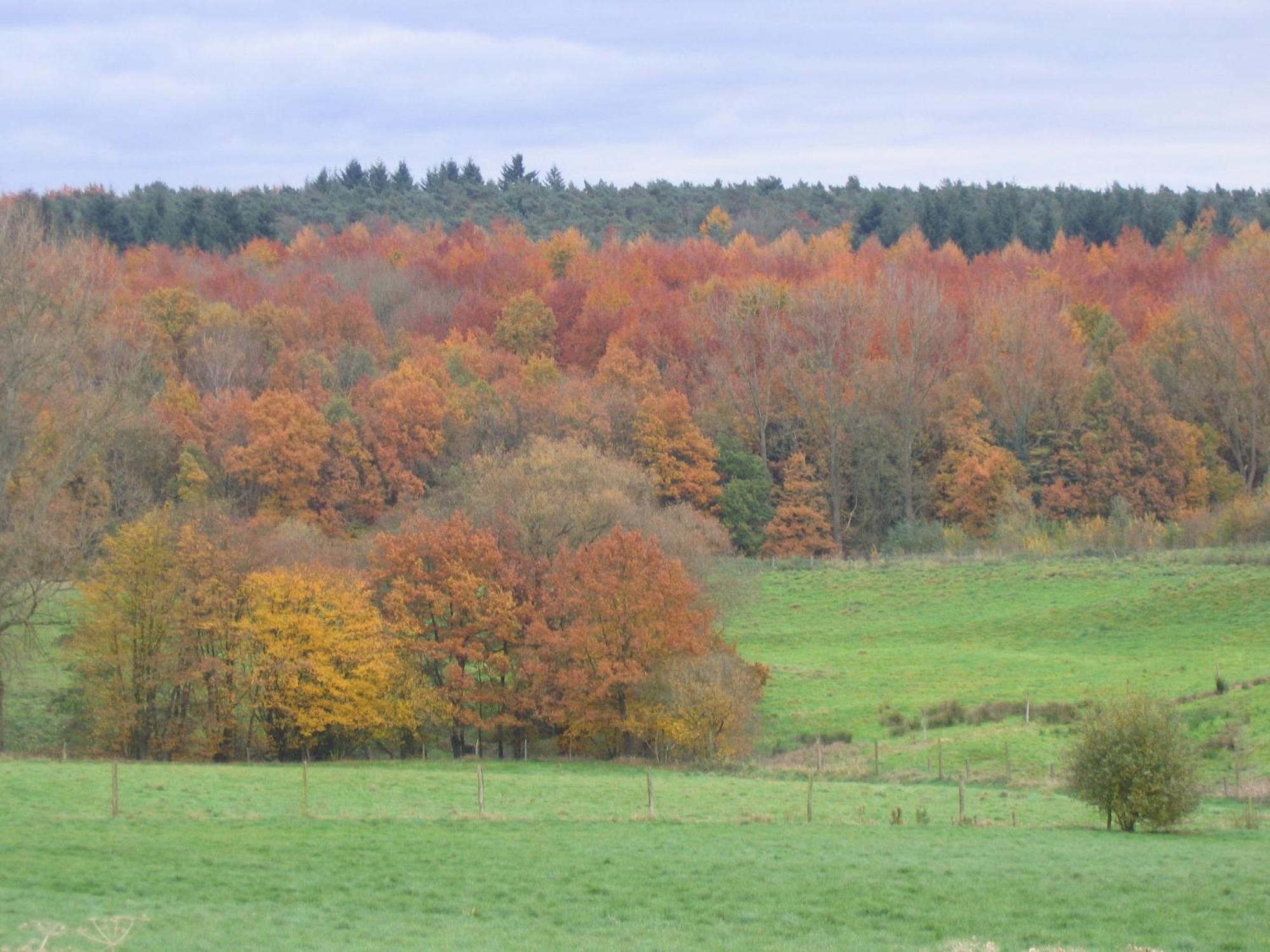 Hallerbos B&B In Bluebell Forest ฮาลเลอ ภายนอก รูปภาพ